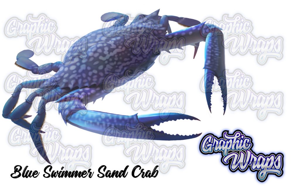 Blue Swimmer Sand Crab Graphic Wraps Character Asset 2