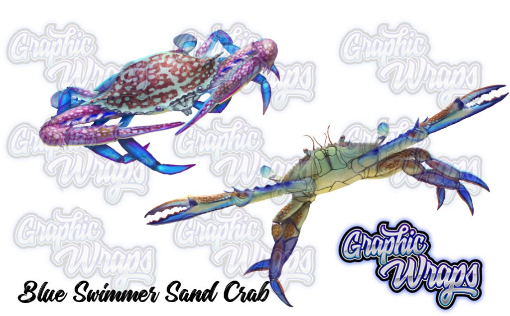 Blue Swimmer Sand Crab Graphic Wraps Character Asset 3