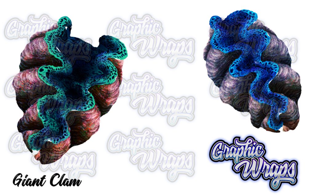 Giant Clam Graphic Wraps Character Asset 1