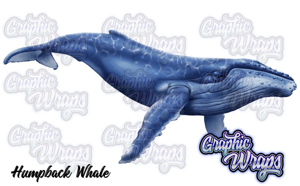Hump Back Whale Graphic Wraps Character Asset 1