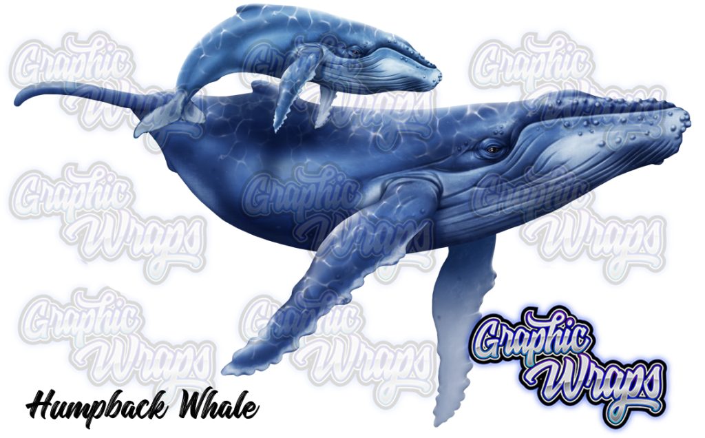 HumpBack Whale Graphic Wraps Character Asset 2