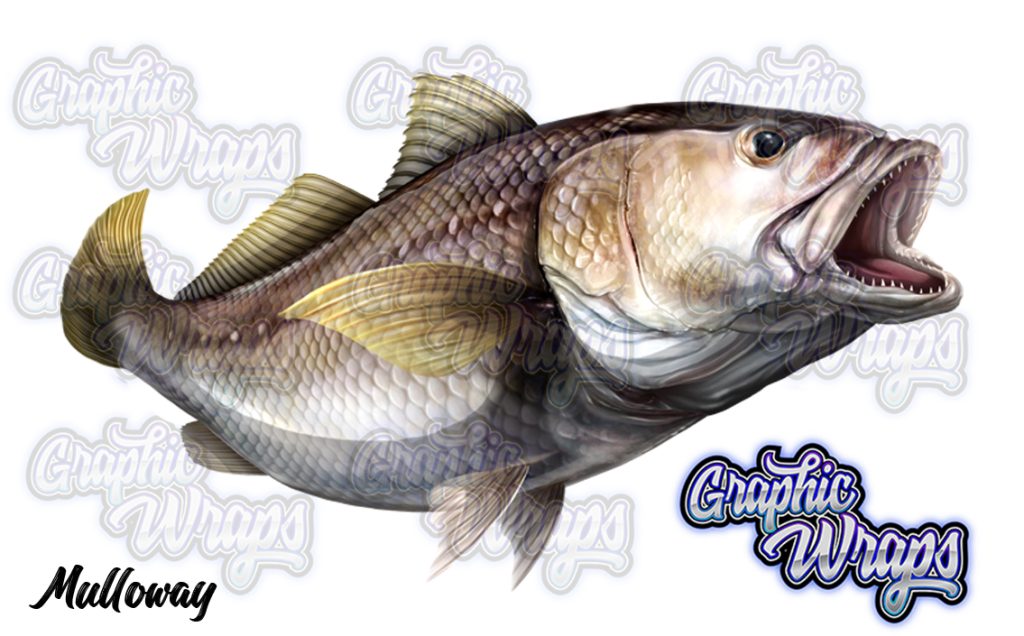 Mulloway Jew Fish Graphic Wraps Character Asset 1