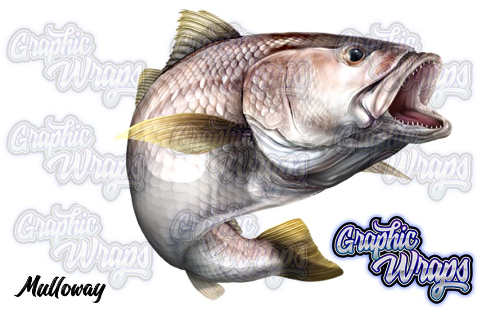 Mulloway Jew Fish Graphic Wraps Character Asset 2