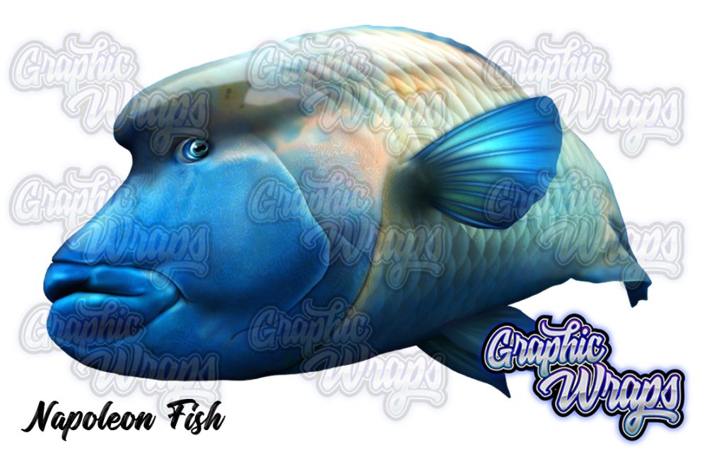 Napoleon Fish Graphic Wraps Character Asset 1