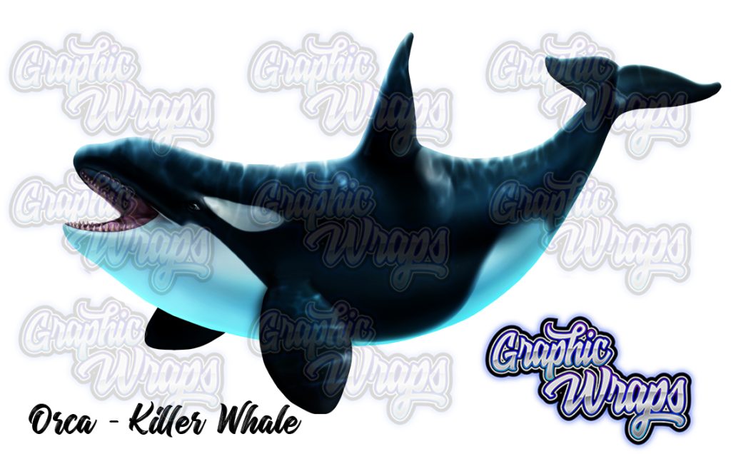 Orca Killer Whale Graphic Wraps Character Asset 1