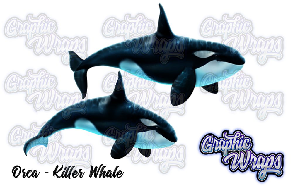 Orca Killer Whale Graphic Wraps Character Asset 2